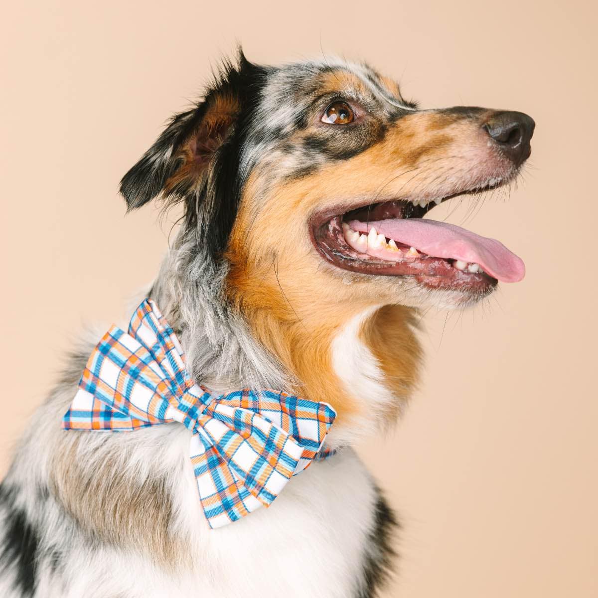 Ringo Dog Babe Bow