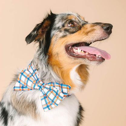 Ringo Dog Babe Bow