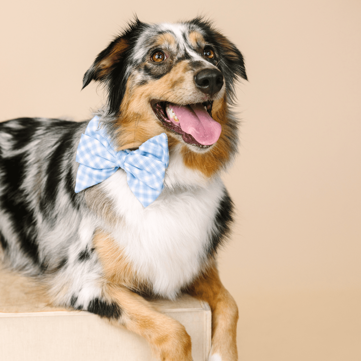 Rory Dog Babe Bow