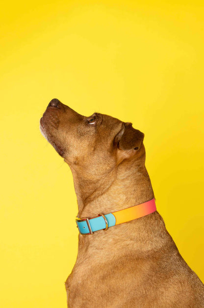 Pippa All Weather Dog Collar
