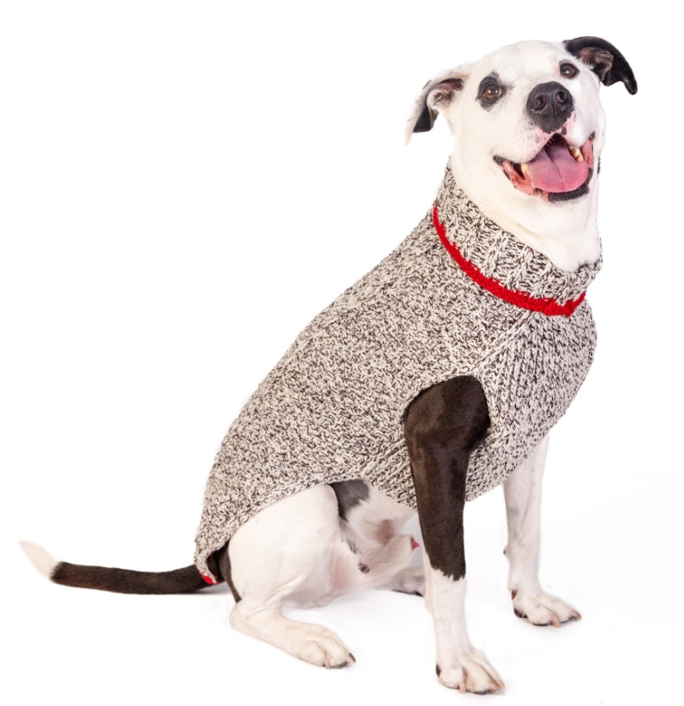 White and black dog wearing a grey knit sweater with a red collar