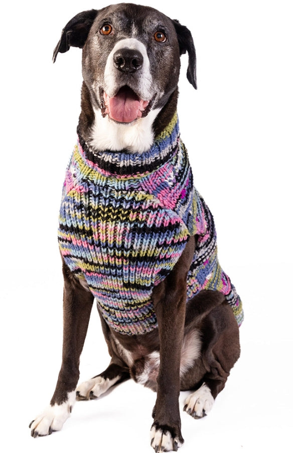 Black and white dog wearing a colorful knitted sweater