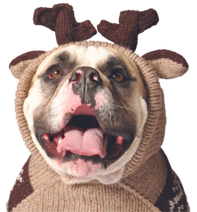Bulldog wearing a knitted reindeer sweater with antlers and open mouth
