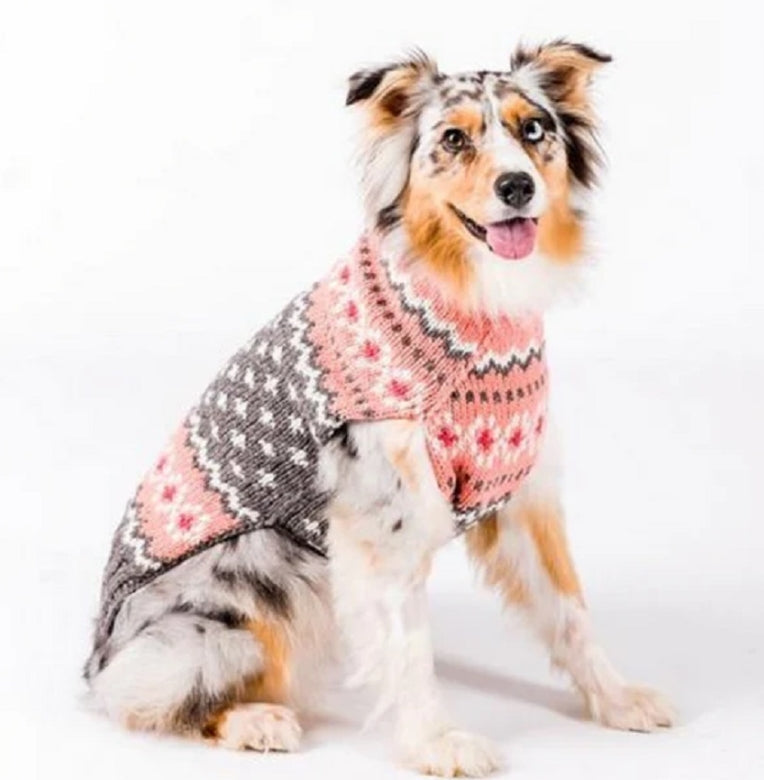 Australian Shepherd dog wearing a pink and grey Fair Isle knit sweater