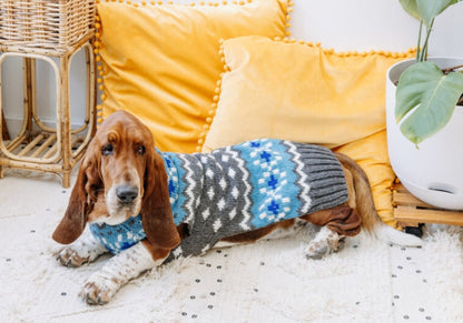 Basset Hound dog wearing a Chilly Dog Light Blue Fairisle sweater