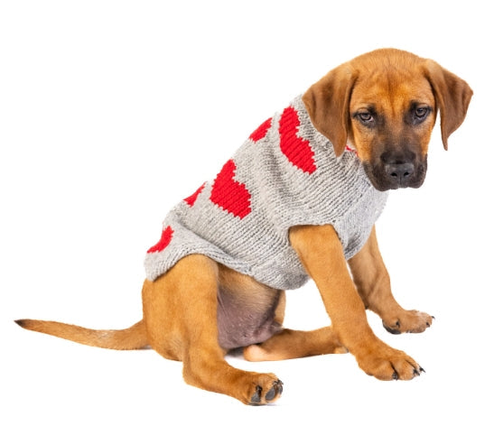 Brown puppy wearing a Chilly Dog Red Hearts knit sweater