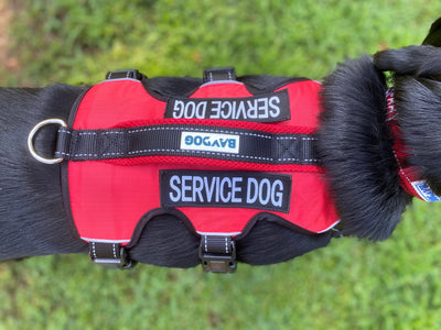 Galveston Harness Service Dog