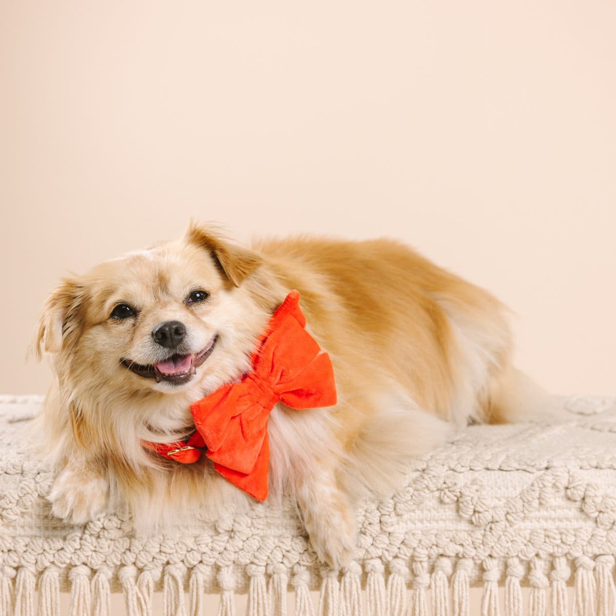 Suki Dog Babe Bow