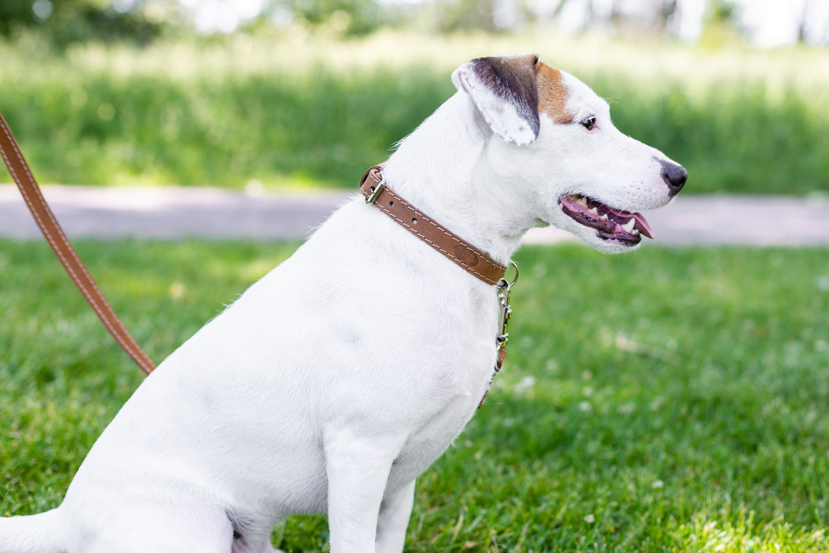 Traditional Leather Collar