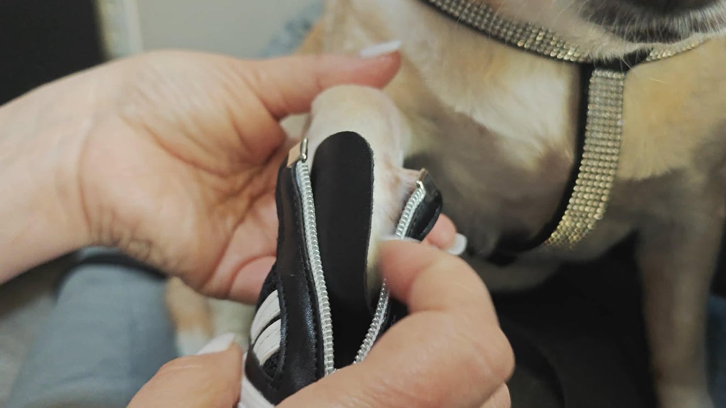 Fitting Fetchers dog shoes