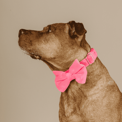 Valentina Dog Bow Tie