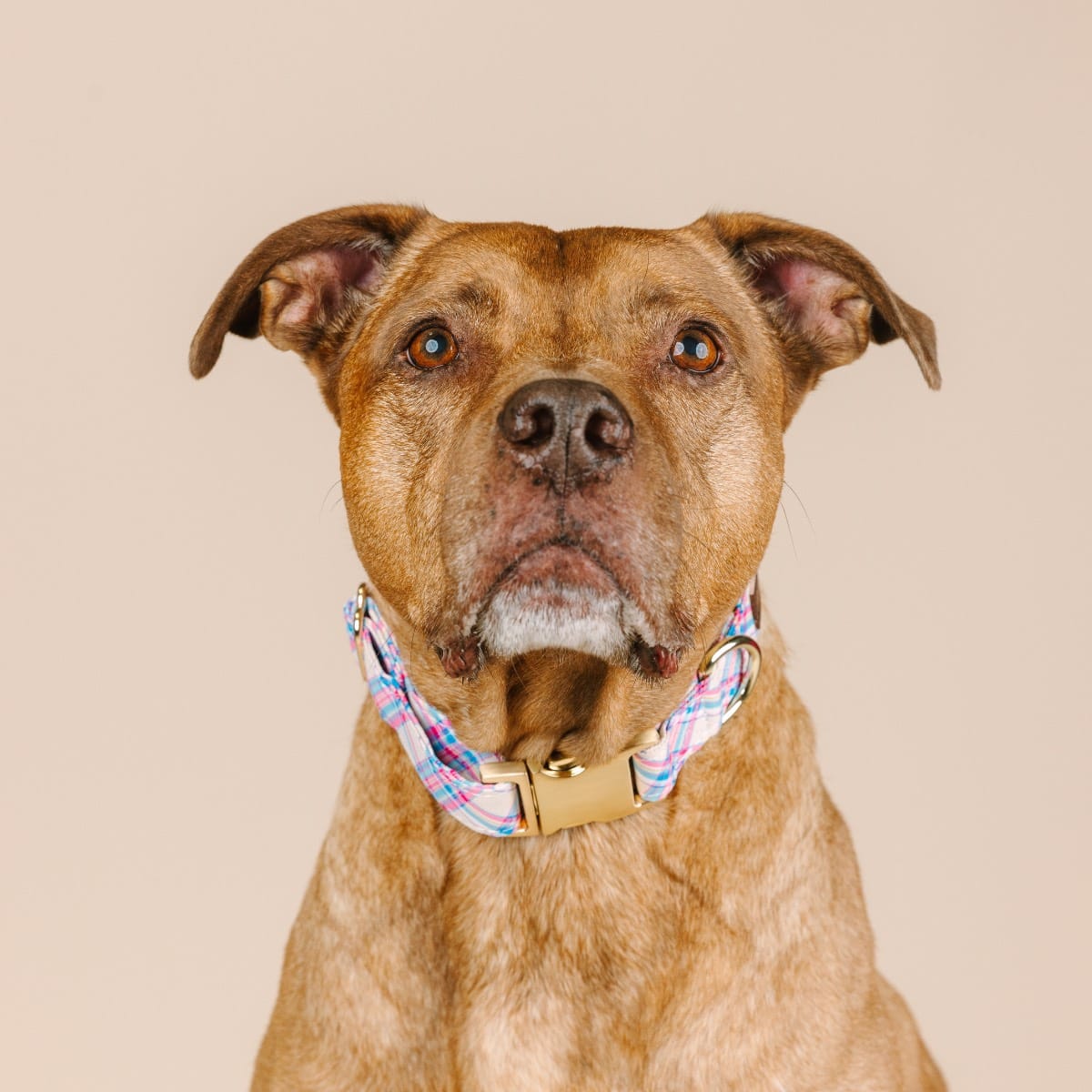 Whitley Dog Collar