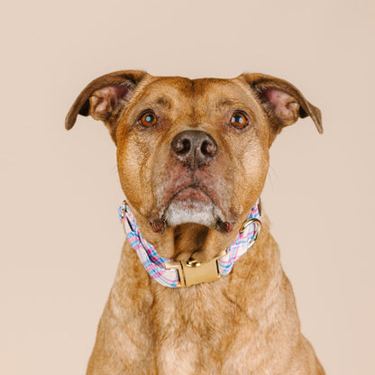 Whitley Dog Collar