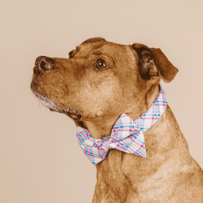 Whitley Dog Bow Tie