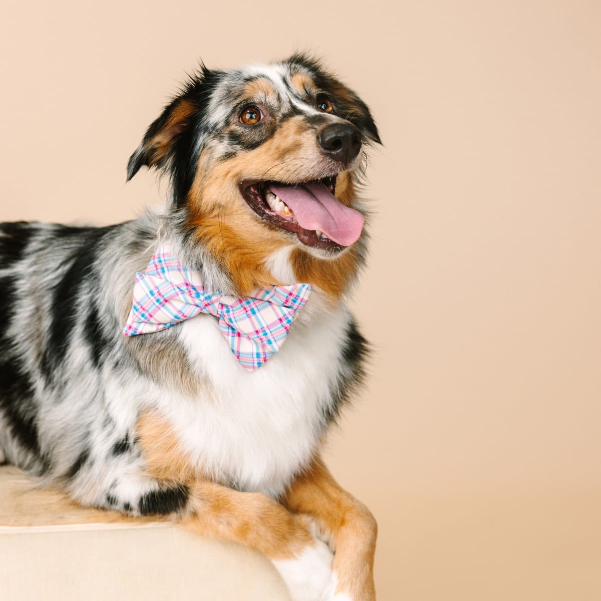Whitley Dog Babe Bow