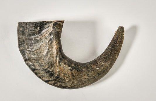 Buffalo Horn