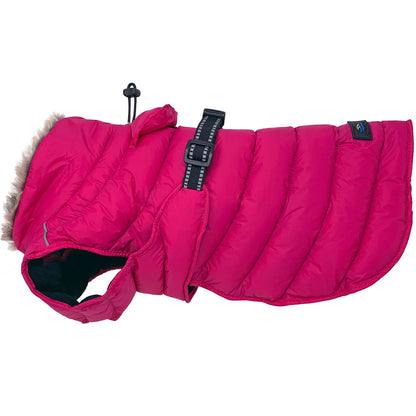 Pink Peacock