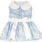 Blue Daisy