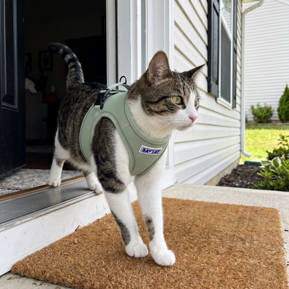BAYCAT Harness + Leash in Coastal Fern