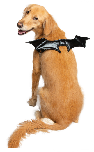 Dog Bat Wing Harness Attachment