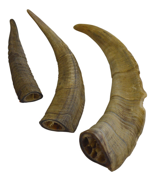 Gobi Goat Horn - all sizes