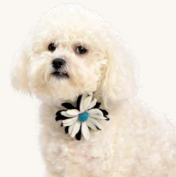 Cat Collars (Accessories)