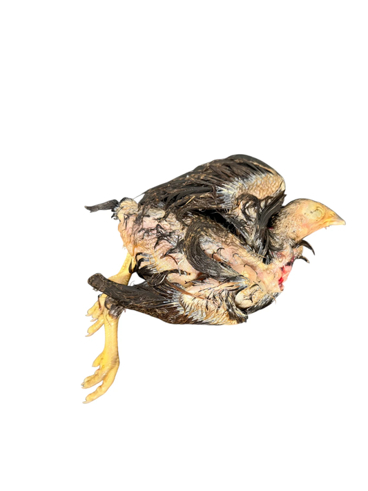 Raw Whole Prey Pullet- 1 Count