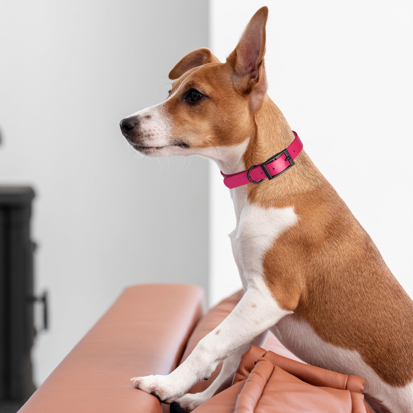 Biothane Waterproof Dog Collar - XS (9 to 12 inches)