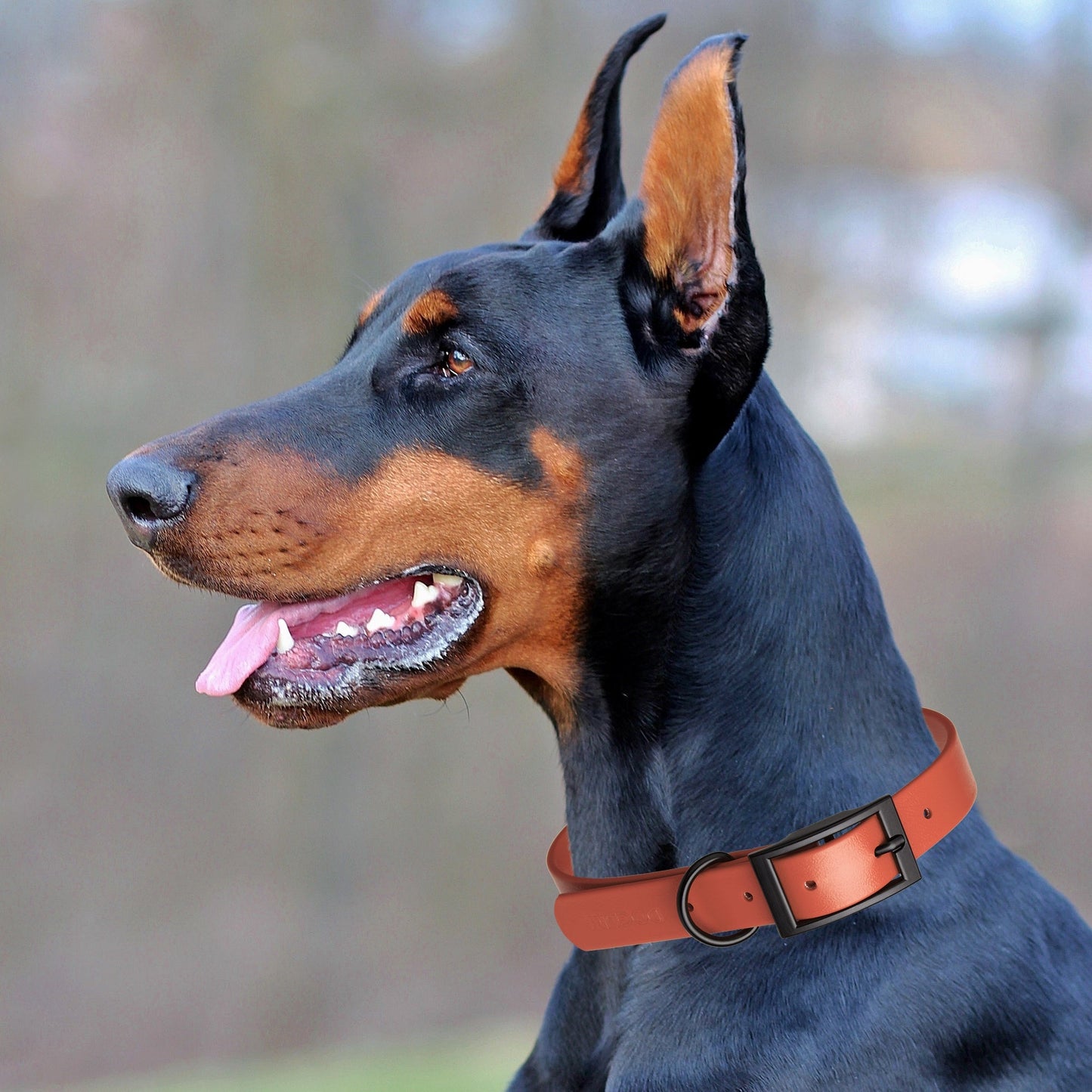 Biothane Waterproof Dog Collar - Wide - L (16 to 20 inches)
