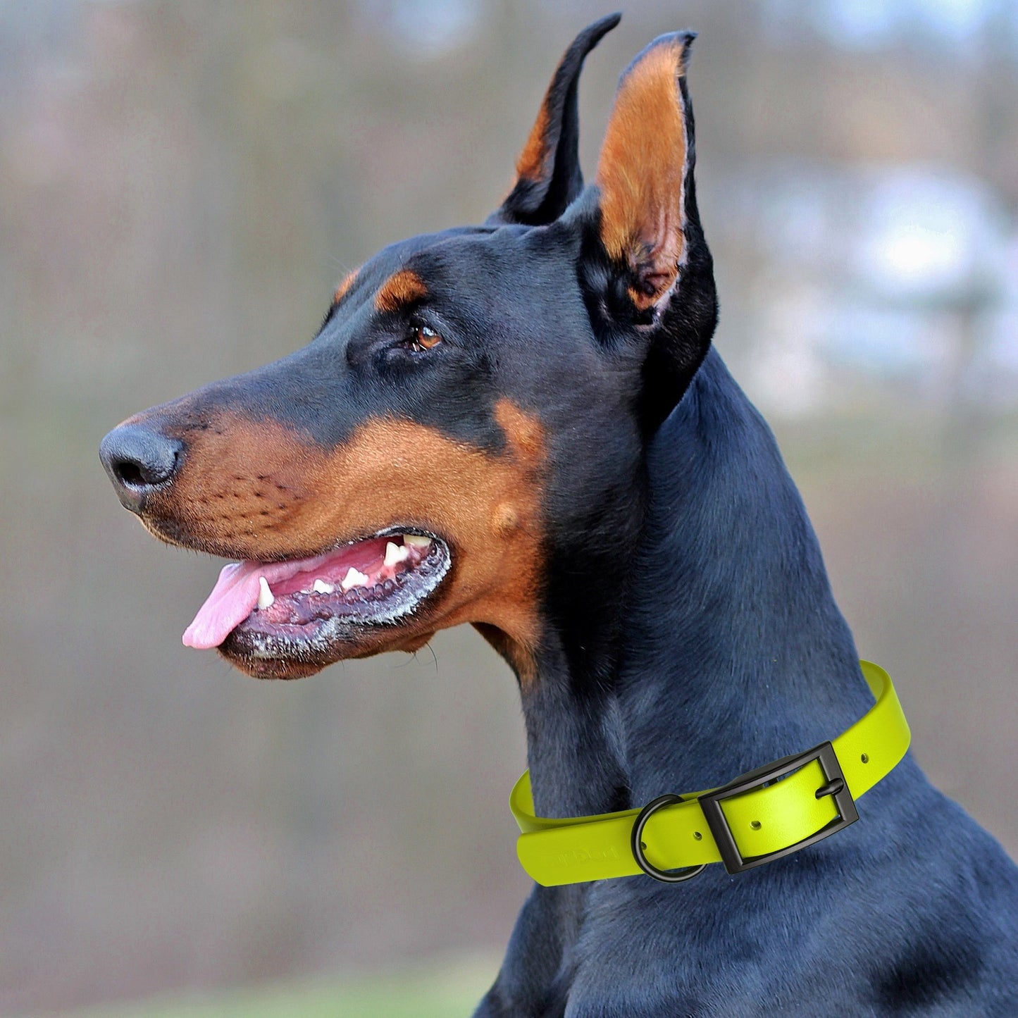 Biothane Waterproof Dog Collar - S (12 to 15 inches)