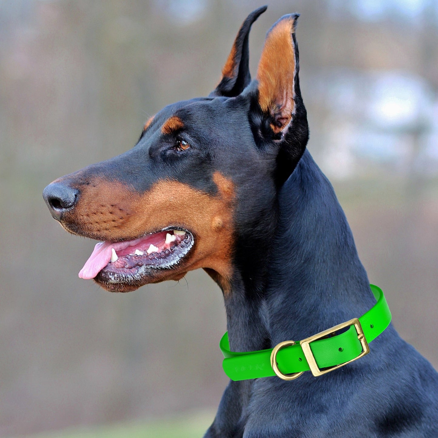 Viper Biothane Waterproof Collar - Brass Hardware - Size L, 1.5 in Wide (16 to 20 inches)