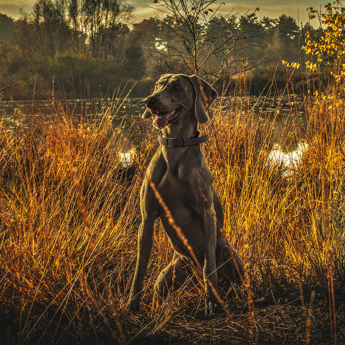 Biothane E-Collar Replacement Strap