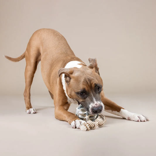 SHAPESHIFTER RUBBER DOG TOY Case of 4