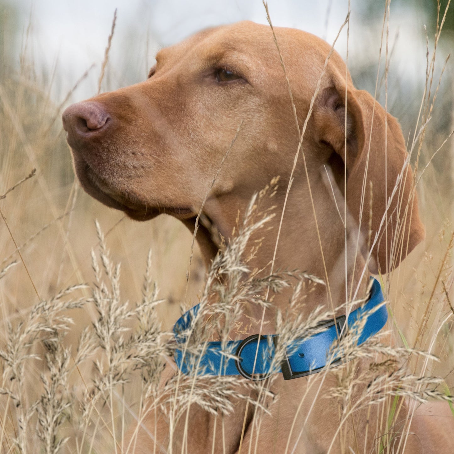 Biothane Waterproof Collar - Wide - XL (20 to 24 inches)