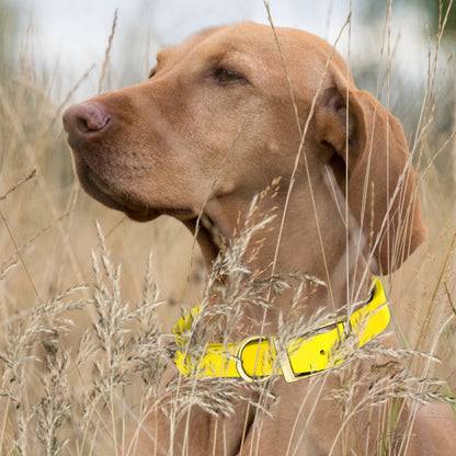 Viper Biothane Waterproof Collar - Brass Hardware - Size L (18 to 22 inches)