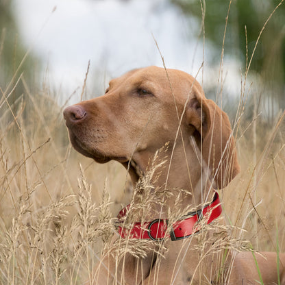 Biothane Waterproof Dog Collar - Wide - L (16 to 20 inches)