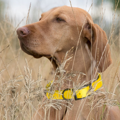 Biothane Waterproof Dog Collar - Wide - XXL (24 to 28 inches)