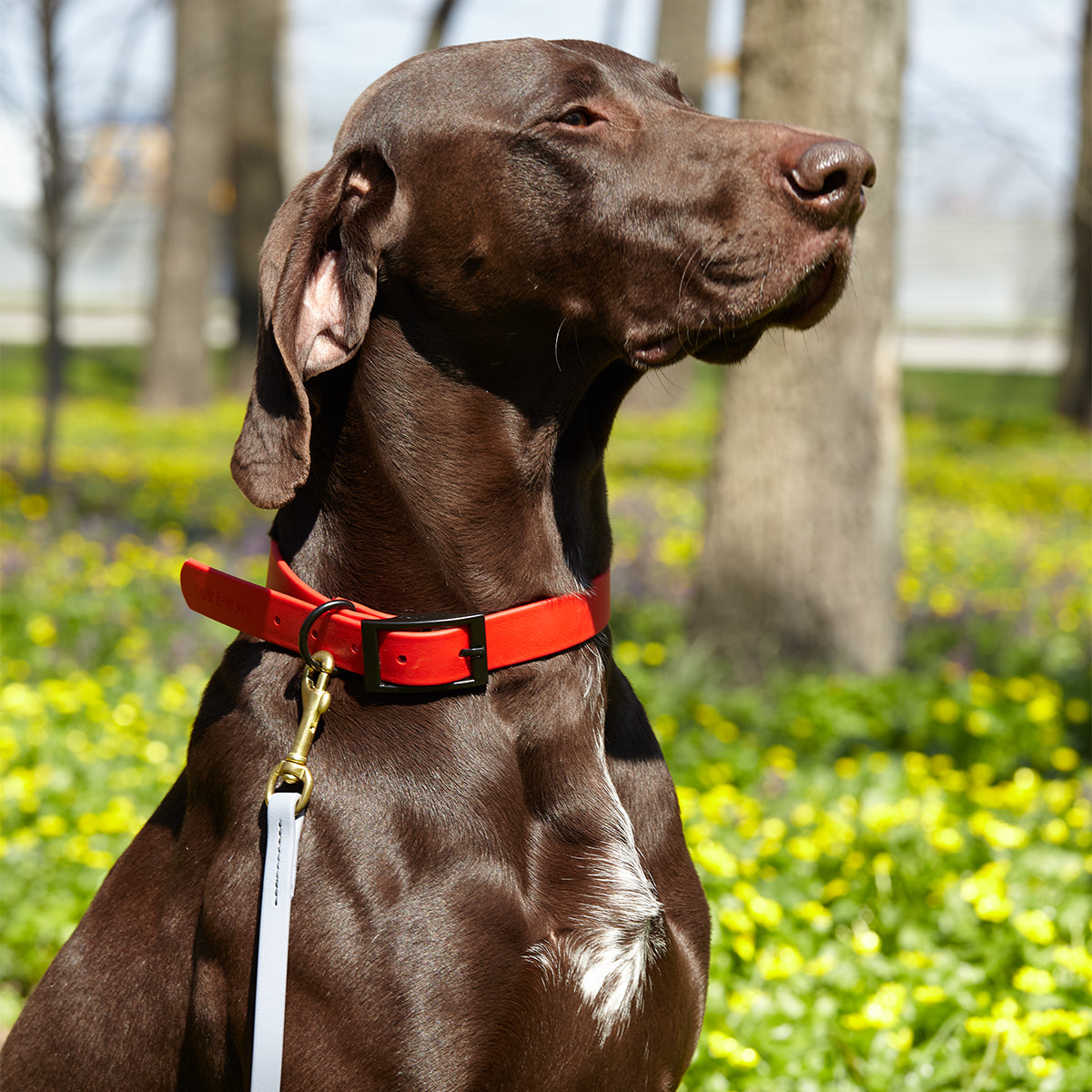 Viper Biothane Working Dog Lead, 6 Feet Long