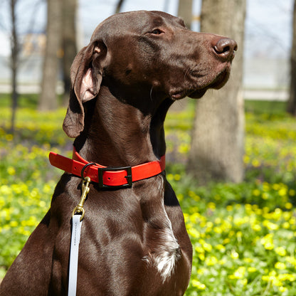 Viper Biothane Working Dog Lead, 6 Feet Long