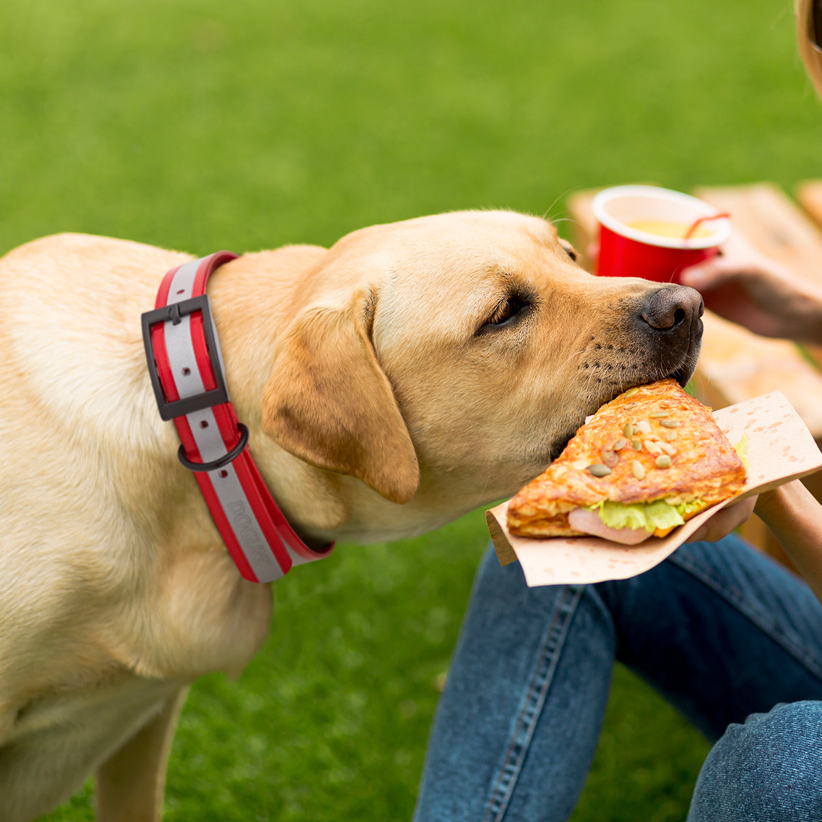 Biothane Translucent Reflective Dog Collar