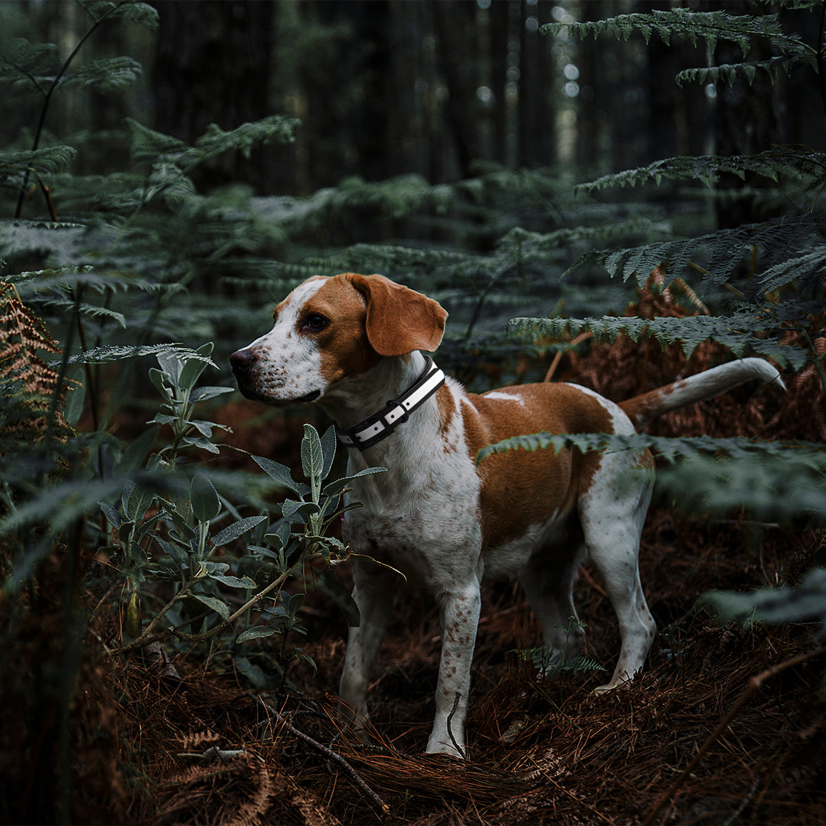 Biothane Translucent Reflective Dog Collar
