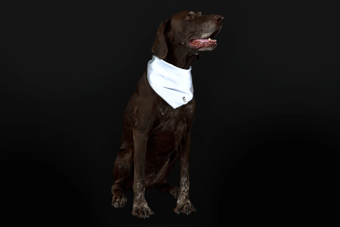 Halo Reflective Bandana