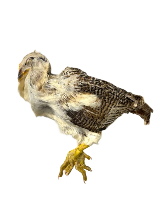 Whole Prey Chick
