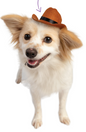 Cowboy Hat