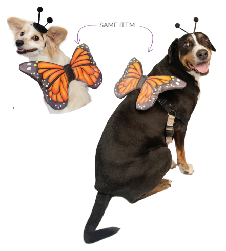 Butterfly Wing + Hat