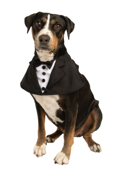Tuxedo Collar