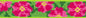 Originals Petunias Cat Safety Collar