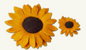 Cat Collars (Accessories)