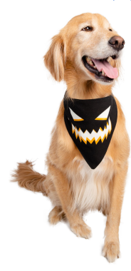 Glow-in-the-Dark Jack-O-Lantern Bandana (Onesize)- Packs of 12