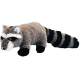 Raccoon (00005)